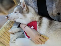 -Husky Go! 哈士奇体验馆·宠物咖啡厅狗咖