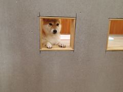 -豆柴町-柴犬主题狗咖(红鼎国际C座店)