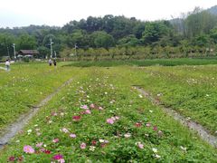 -红山村