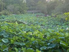 -厦门园林博览苑