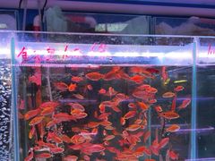 -花鸟鱼虫鲜花绿植市场(玉泉路店)