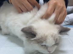 -全心全意连锁动物医院·微创中心·内科急重症·心脏专科(丰管路店)