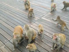 -千岛湖东南湖区