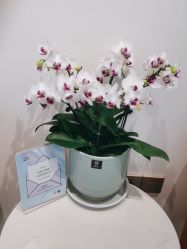 -YESIDO椰岛美容