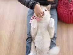 -Husky Go! 哈士奇体验馆·宠物咖啡厅狗咖