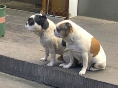 -宫廷糕点铺