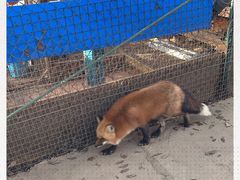 -宫城藏王狐狸村