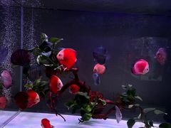 -金科花卉市场