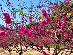 -南国桃园旅游度假区