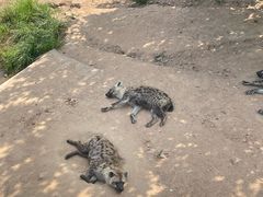-西霞口神雕山野生动物世界