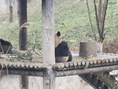 -中国大熊猫保护研究中心雅安碧峰峡基地