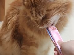 -藏猫猫咖啡主题馆(中央大道店)