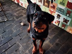 -喵屿·大理花园猫咖