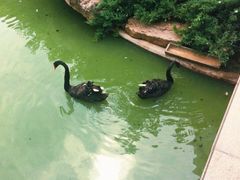 -长白岛森林公园