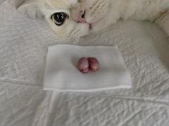 -宠颐生猫科·内科皮肤科(西平世纪城店)