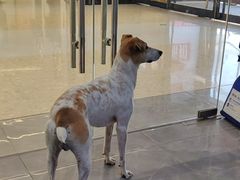 -它主义宠物(梁溪万达店)