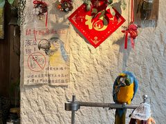 -吉丁鸟咖·异宠·寄养