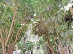 -三亚湾红树林度假世界(木棉酒店)