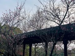 -八大山人梅湖景区