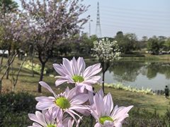 -王借岗森林公园