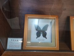 -上海大自然野生昆虫馆(东方明珠·爬宠昆虫探索中心)