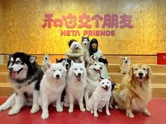 -和它·交个朋友·狗咖猫咖(爱琴海店)