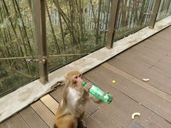 -黔灵山公园