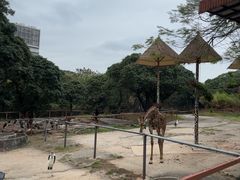 -深圳野生动物园