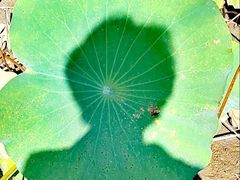 -武清南湖绿博园