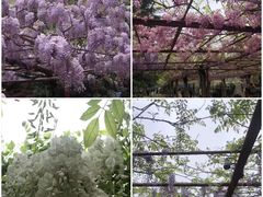 -嘉定紫藤园