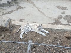 -石家庄市动物园