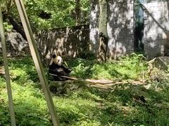 -都江堰中华大熊猫苑