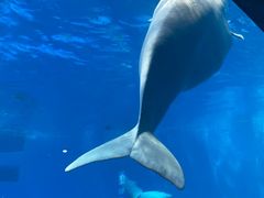 -海合安成都极地海洋公园