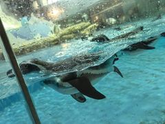 -帝企鹅自助餐厅•儿童岛•真企鹅(长隆企鹅酒店)