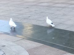-中粮·祥云小镇