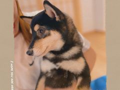 -南京Hallo宠物乐园·哈罗犬舍·柴犬繁育基地