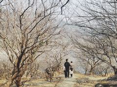 -广州市流溪河国家森林公园