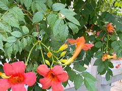 -百花洲
