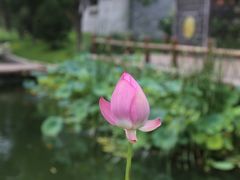 -春风习习