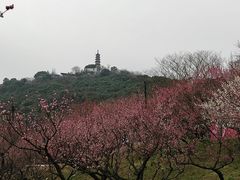 -苏州上方山国家森林公园