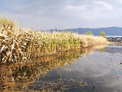 -才村湿地公园