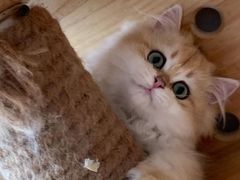 -美联众合动物医院(·中兽医·疑难杂症·严家桥分院)