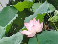 -荔湾湖公园