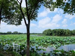 -荷塘月色湿地公园·向阳花洲