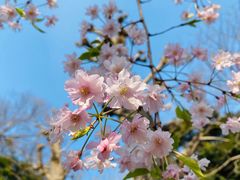 -上野公园花园稻荷神社(忍岡稲荷神社)