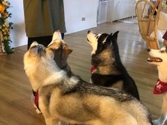 -Husky Go! 哈士奇体验馆·宠物咖啡厅狗咖