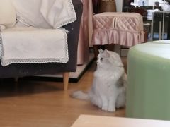 -MOYOYO猫咪咖啡店