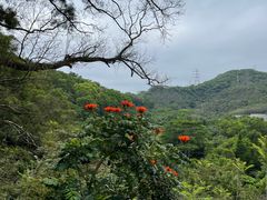 -深圳仙湖植物园