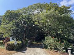 -霸王岭国家森林公园