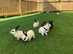 -萌宠亲子动物乐园(槐房万达店)